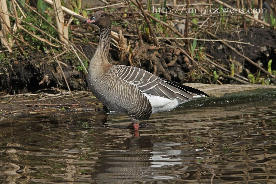 Pink-footed_Goose  Anser brachyrhynchus,Geotagged,Pink-footed goose,Spring,United Kingdom
