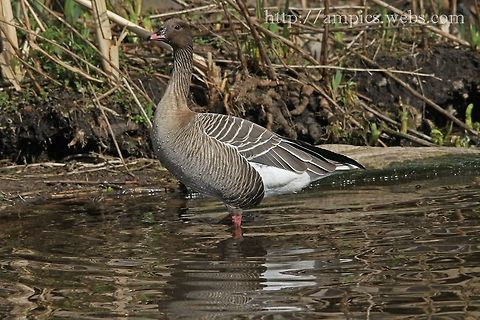 Pink-footed_Goose  Anser brachyrhynchus,Geotagged,Pink-footed goose,Spring,United Kingdom