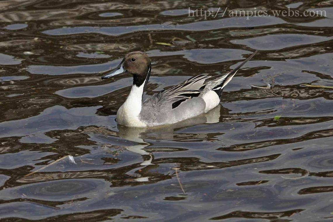 Pintail  Anas acuta,Geotagged,Northern Pintail,Spring,United Kingdom