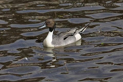 Pintail  Anas acuta,Geotagged,Northern Pintail,Spring,United Kingdom