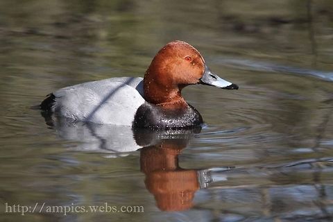 Pochard  Aythya ferina,Common Pochard,Geotagged,Spring,United Kingdom