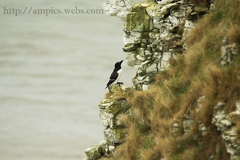 Razorbill_BC  Alca torda,Geotagged,Razorbill,Spring,United Kingdom