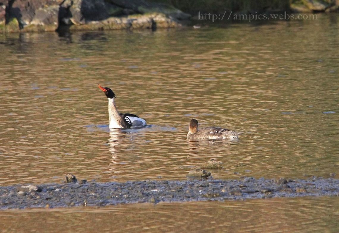 Red-breasted_Merganser in courtship display Mergus serrator,Red-breasted merganser