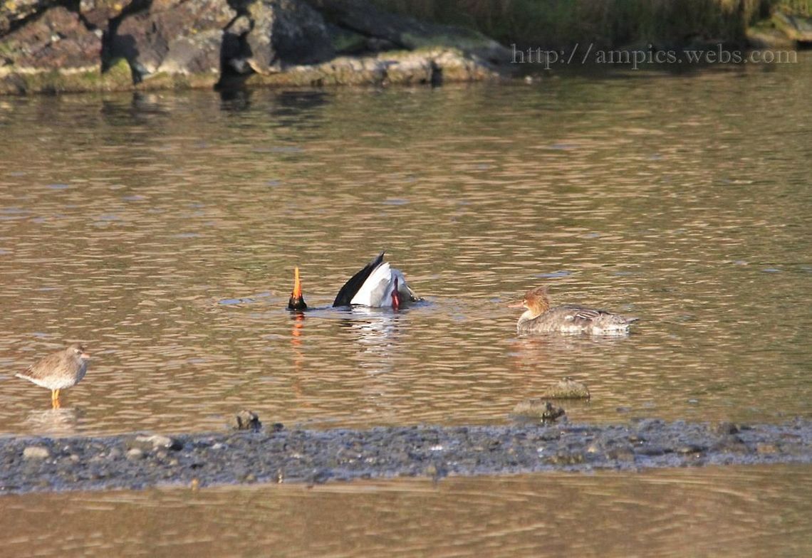 Red-breasted_Merganser in courtship display Mergus serrator,Red-breasted merganser