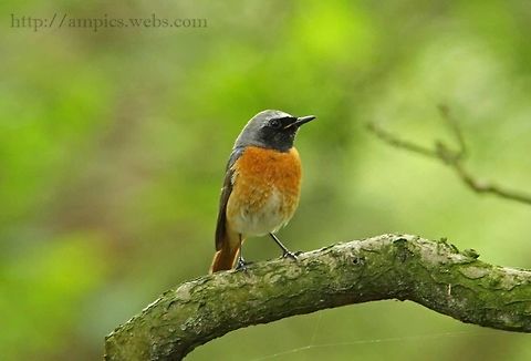 Redstart  Common Redstart,Geotagged,Phoenicurus phoenicurus,Spring,United Kingdom