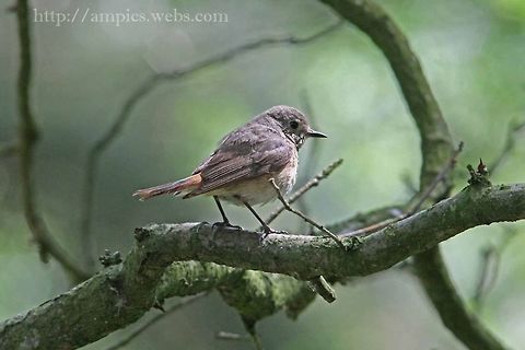 Redstart (female)  Common Redstart,Geotagged,Phoenicurus phoenicurus,Spring,United Kingdom