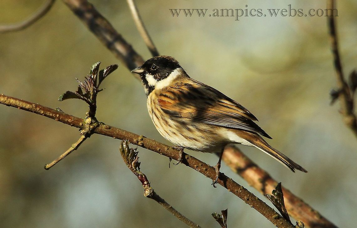 Reed_Bunting  Common Reed Bunting,Emberiza schoeniclus,Geotagged,United Kingdom,Winter