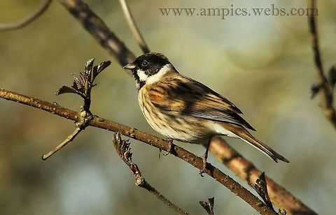 Reed_Bunting  Common Reed Bunting,Emberiza schoeniclus,Geotagged,United Kingdom,Winter