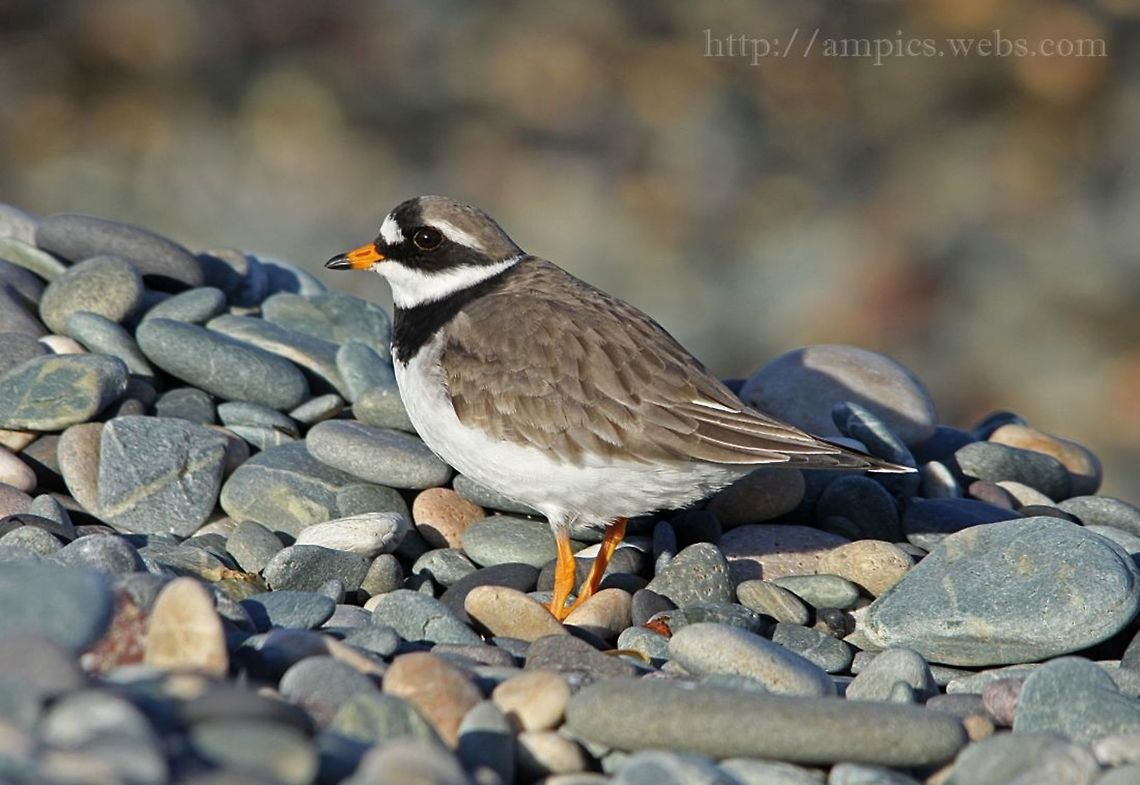 Ringed_Plover  Charadrius hiaticula,Common Ringed Plover,Geotagged,United Kingdom,Winter