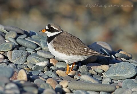 Ringed_Plover  Charadrius hiaticula,Common Ringed Plover,Geotagged,United Kingdom,Winter