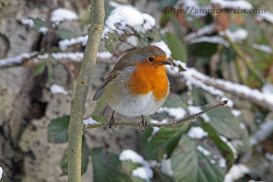 Robin  Erithacus rubecula,European Robin,Fall,Geotagged,United Kingdom