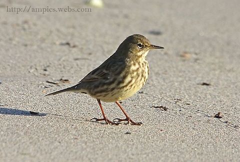 Rock_Pipit  Anthus petrosus,Eurasian rock pipit,Geotagged,United Kingdom,Winter