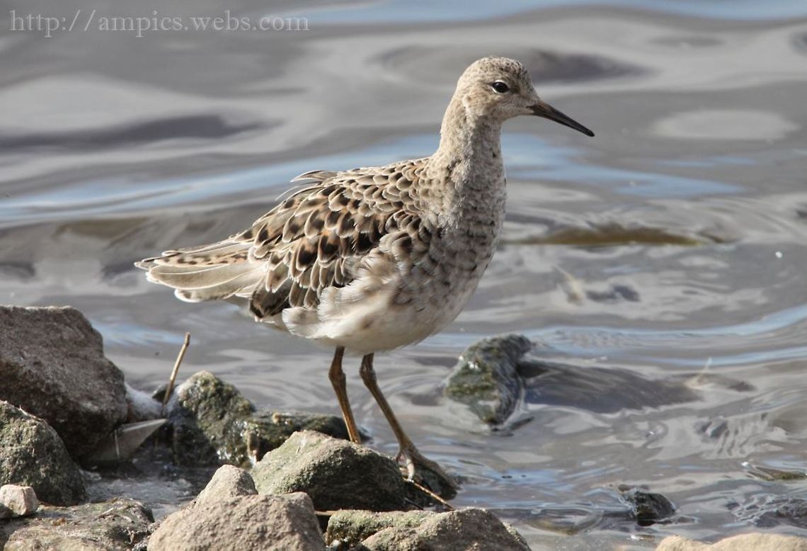 Ruff  Geotagged,Philomachus pugnax,Ruff,United Kingdom,Winter