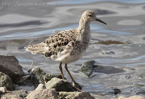 Ruff  Geotagged,Philomachus pugnax,Ruff,United Kingdom,Winter