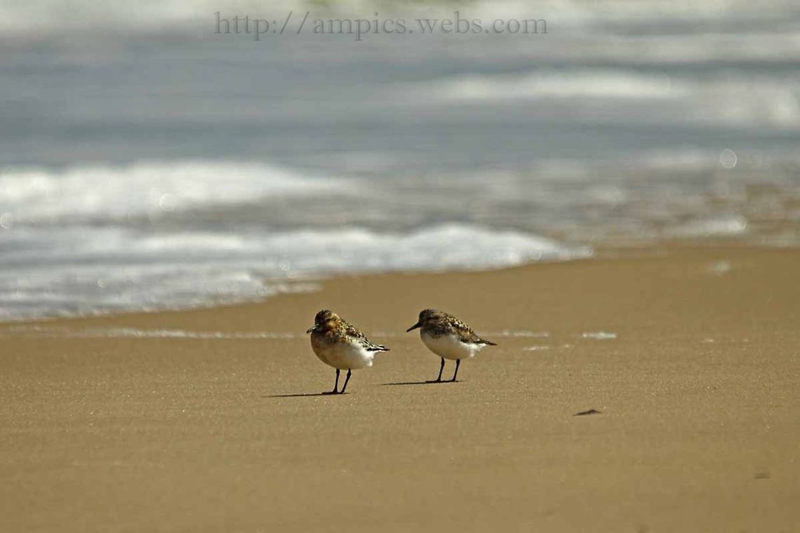 Sanderling  Calidris alba,Geotagged,Sanderling,Summer,United Kingdom