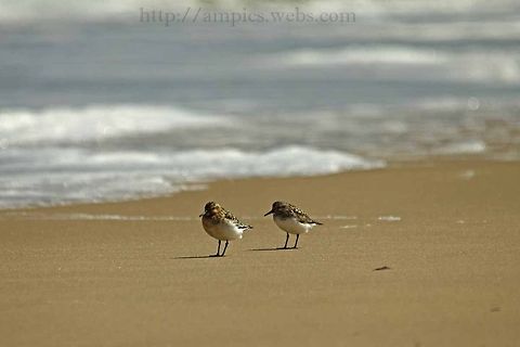 Sanderling  Calidris alba,Geotagged,Sanderling,Summer,United Kingdom