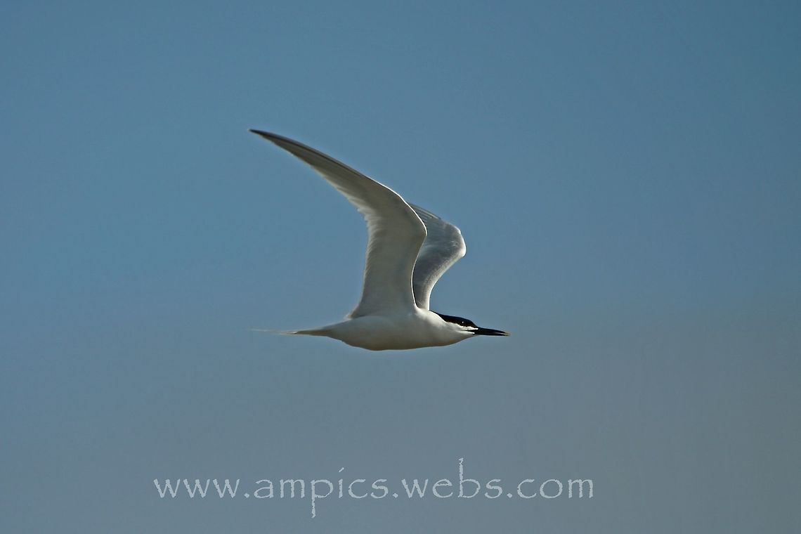 Sandwich_Tern  Geotagged,Sandwich tern,Spring,Thalasseus sandvicensis,United Kingdom