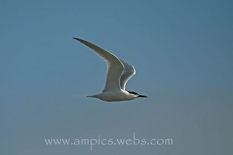 Sandwich_Tern  Geotagged,Sandwich tern,Spring,Thalasseus sandvicensis,United Kingdom