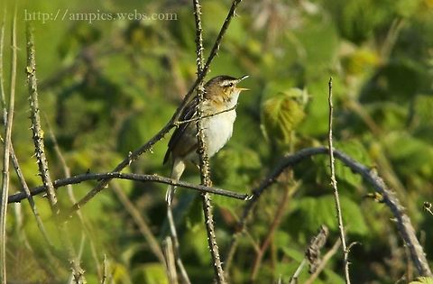 Sedge_Warbler  Acrocephalus schoenobaenus,Geotagged,Sedge Warbler,Spring,United Kingdom