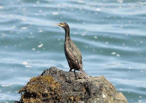 Shag  European Shag,Geotagged,Phalacrocorax aristotelis,Spring,United Kingdom