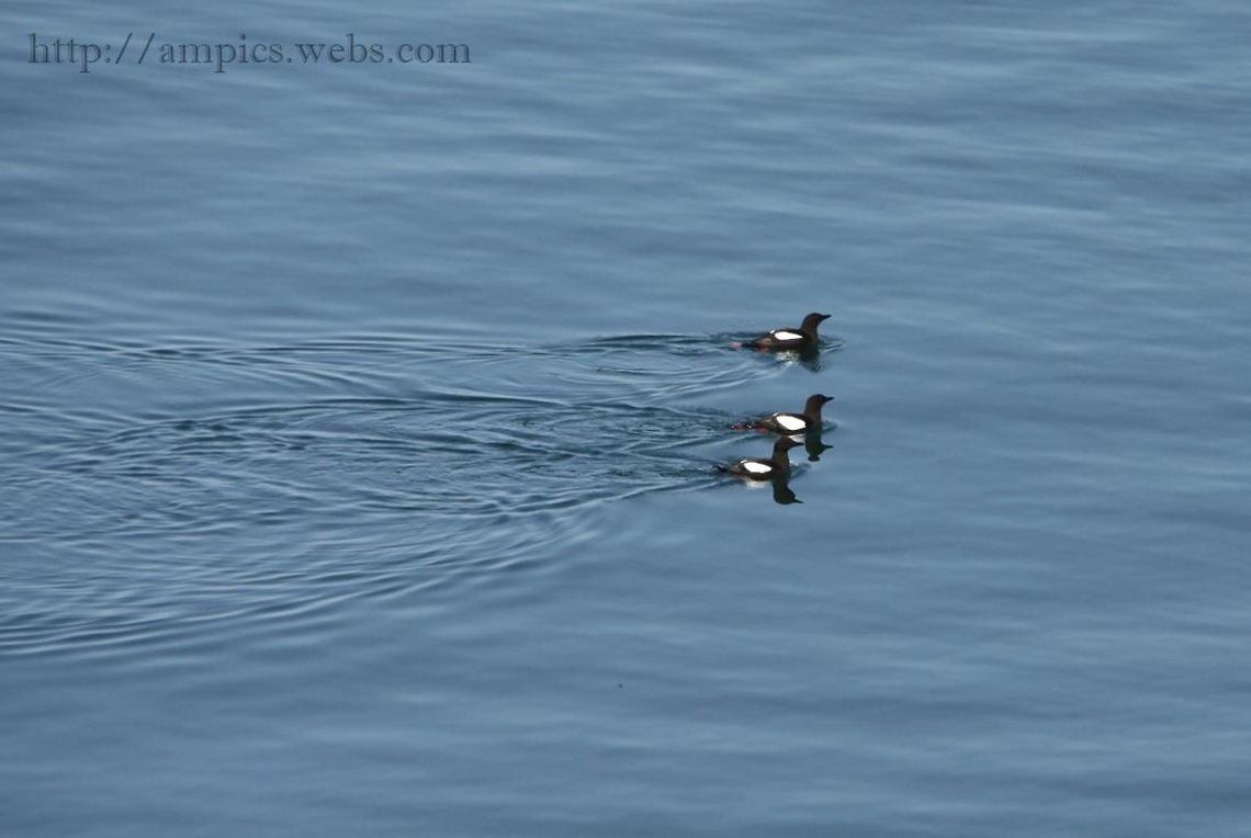 Black_Guillemot  Black guillemot,Cepphus grylle,Geotagged,Spring,United Kingdom