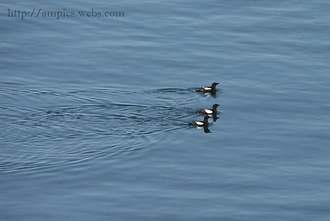 Black_Guillemot  Black guillemot,Cepphus grylle,Geotagged,Spring,United Kingdom