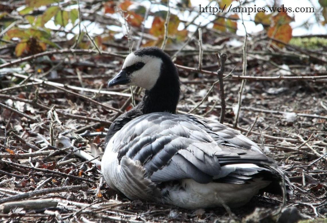 Barnacle_Goose  Barnacle Goose,Branta leucopsis,Geotagged,United Kingdom,Winter