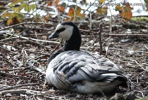 Barnacle_Goose  Barnacle Goose,Branta leucopsis,Geotagged,United Kingdom,Winter