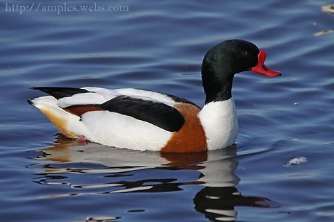 Shelduck  Common Shelduck,Geotagged,Tadorna tadorna,United Kingdom,Winter
