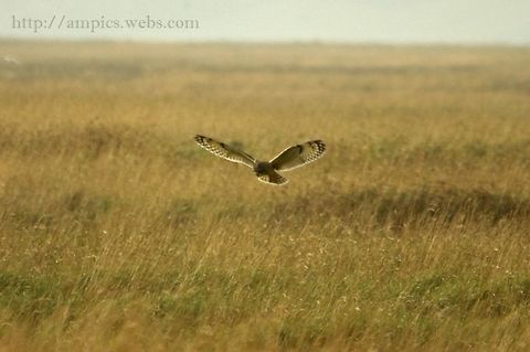 Short-eared_Owl  Asio flammeus,Short Eared Owl