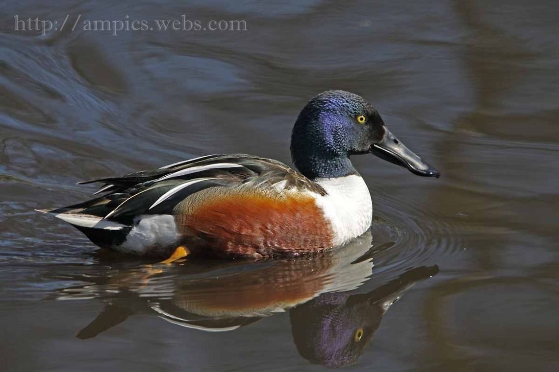 Shoveler  Anas clypeata,Geotagged,Northern Shoveler,Spring,United Kingdom