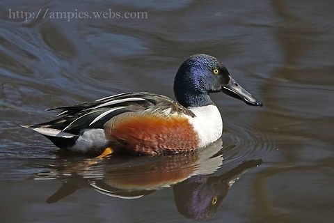 Shoveler  Anas clypeata,Geotagged,Northern Shoveler,Spring,United Kingdom