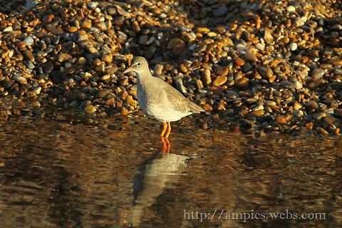 Redshank  Common redshank,Fall,Geotagged,Tringa totanus,United Kingdom