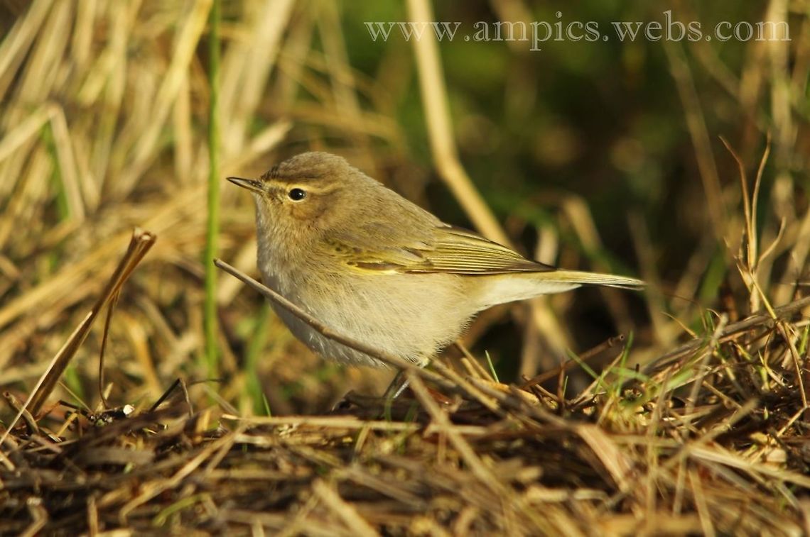 Siberian_Chiffchaff  Geotagged,P. (collybita) tristis,Siberian chiffchaff,United Kingdom,Winter