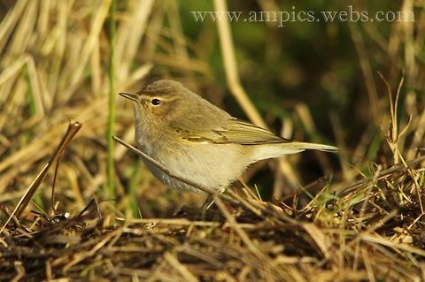 Siberian_Chiffchaff  Geotagged,P. (collybita) tristis,Siberian chiffchaff,United Kingdom,Winter