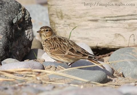 Skylark  Alauda arvensis,Geotagged,Skylark,United Kingdom,Winter