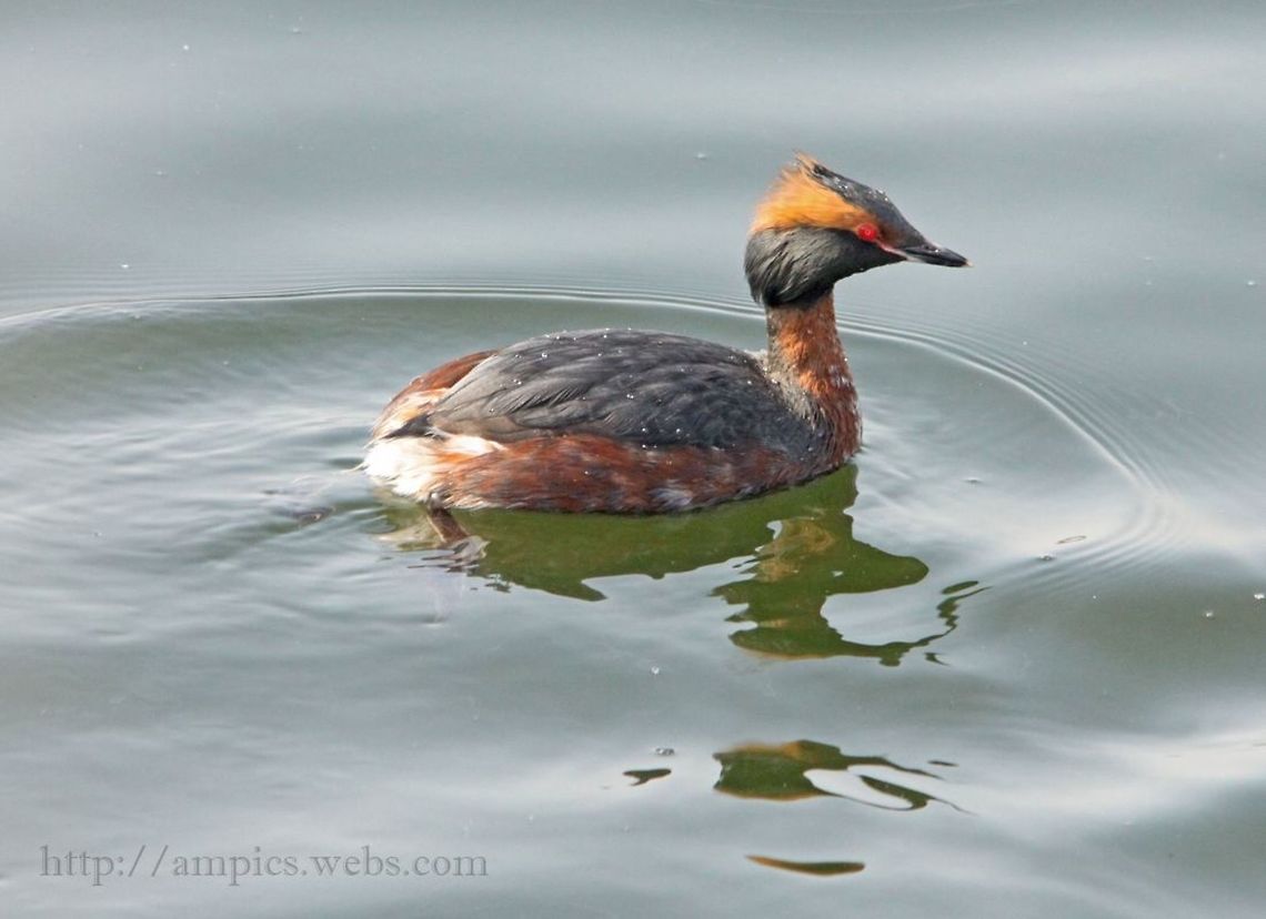 Slavonian_Grebe  Geotagged,Horned grebe,Podiceps auritus,Spring,United Kingdom