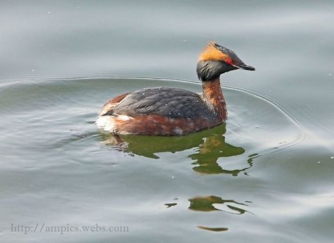 Slavonian_Grebe  Geotagged,Horned grebe,Podiceps auritus,Spring,United Kingdom