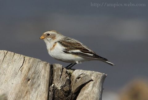 Snow_Bunting (winter plumage)  Geotagged,Plectrophenax nivalis,Snow bunting,United Kingdom,Winter