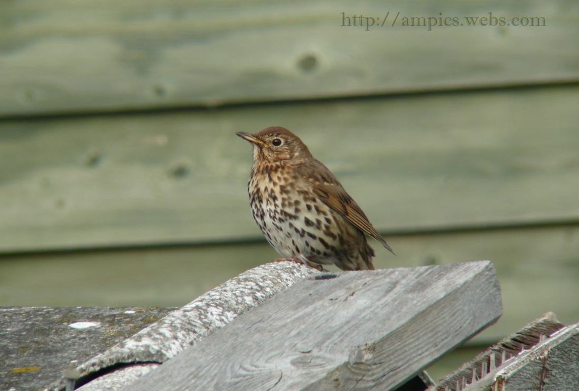 Song_Thrush  Geotagged,Song Thrush,Spring,Turdus philomelos,United Kingdom