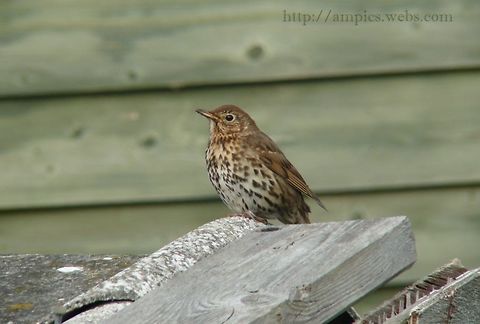 Song_Thrush  Geotagged,Song Thrush,Spring,Turdus philomelos,United Kingdom