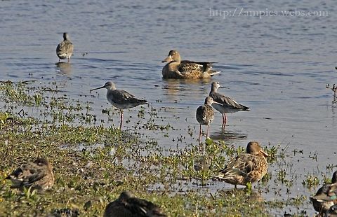 Spotted_Redshank  Fall,Geotagged,Spotted redshank,Tringa erythropus,United Kingdom