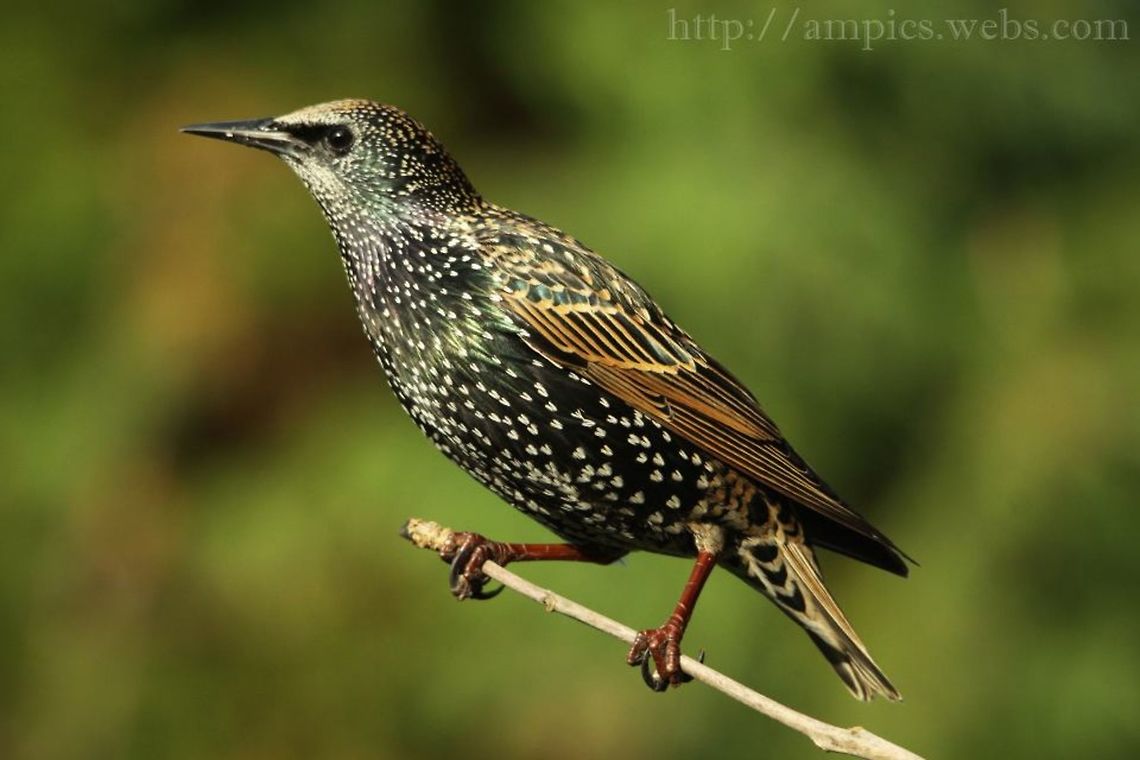 Starling  Common Starling,Fall,Geotagged,Sturnus vulgaris,United Kingdom