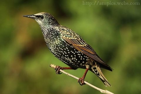 Starling  Common Starling,Fall,Geotagged,Sturnus vulgaris,United Kingdom