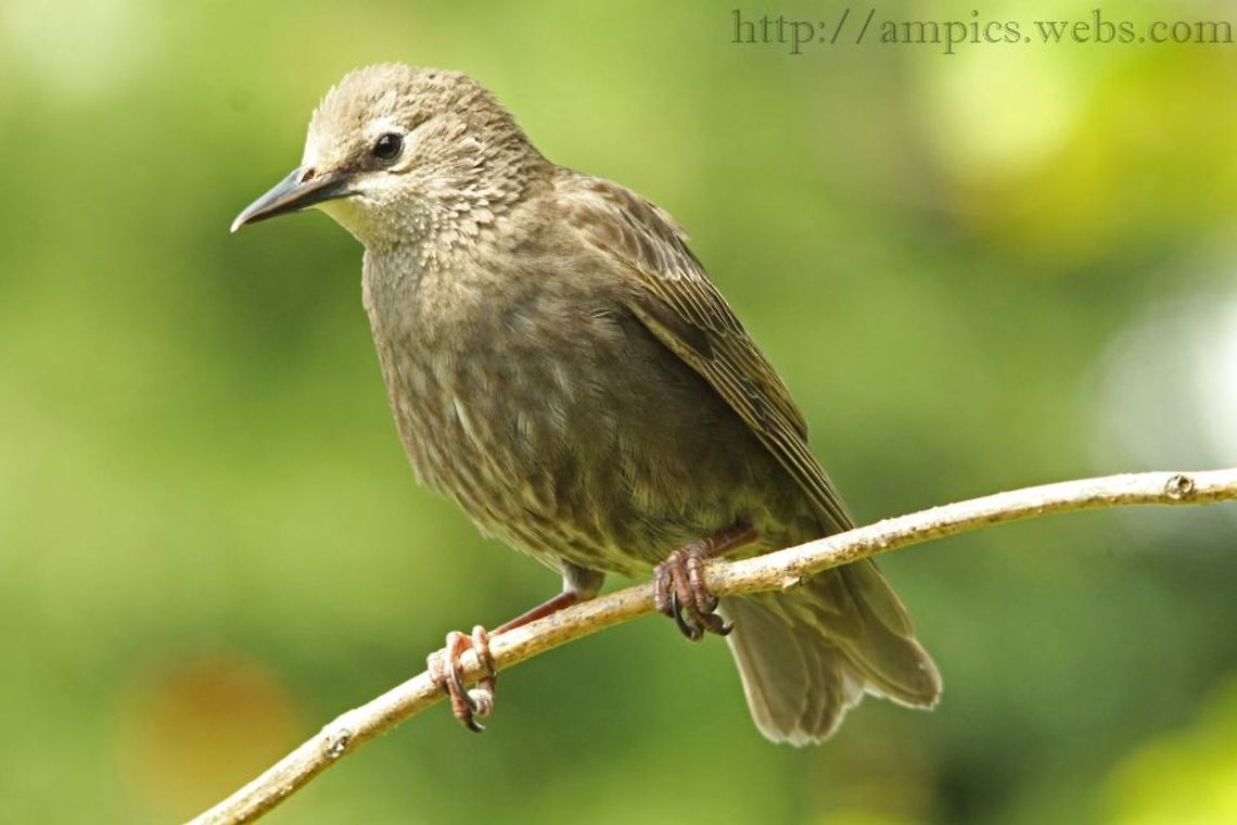 Starling (juvenile)  Common Starling,Geotagged,Sturnus vulgaris,Summer,United Kingdom
