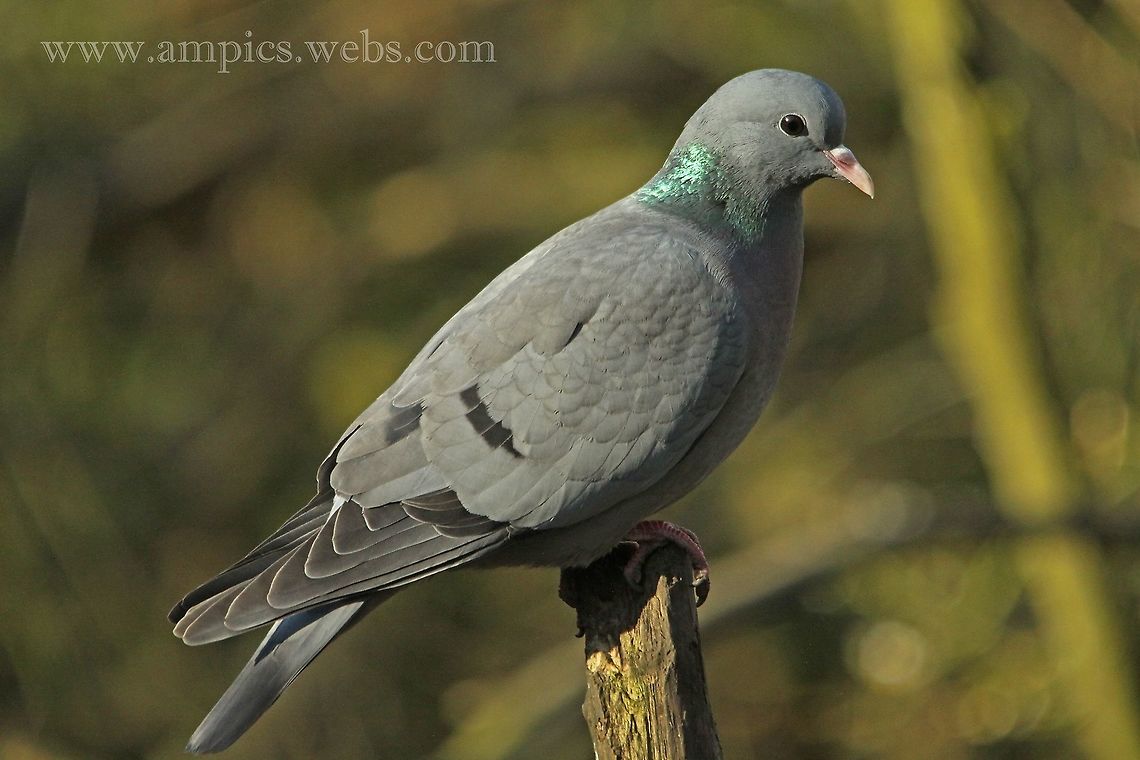 Stock_Dove  Columba oenas,Geotagged,Stock Dove,United Kingdom,Winter