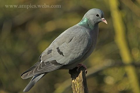 Stock_Dove  Columba oenas,Geotagged,Stock Dove,United Kingdom,Winter