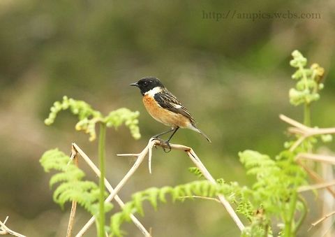 Stonechat  European Stonechat,Geotagged,Saxicola rubicola,Spring,United Kingdom