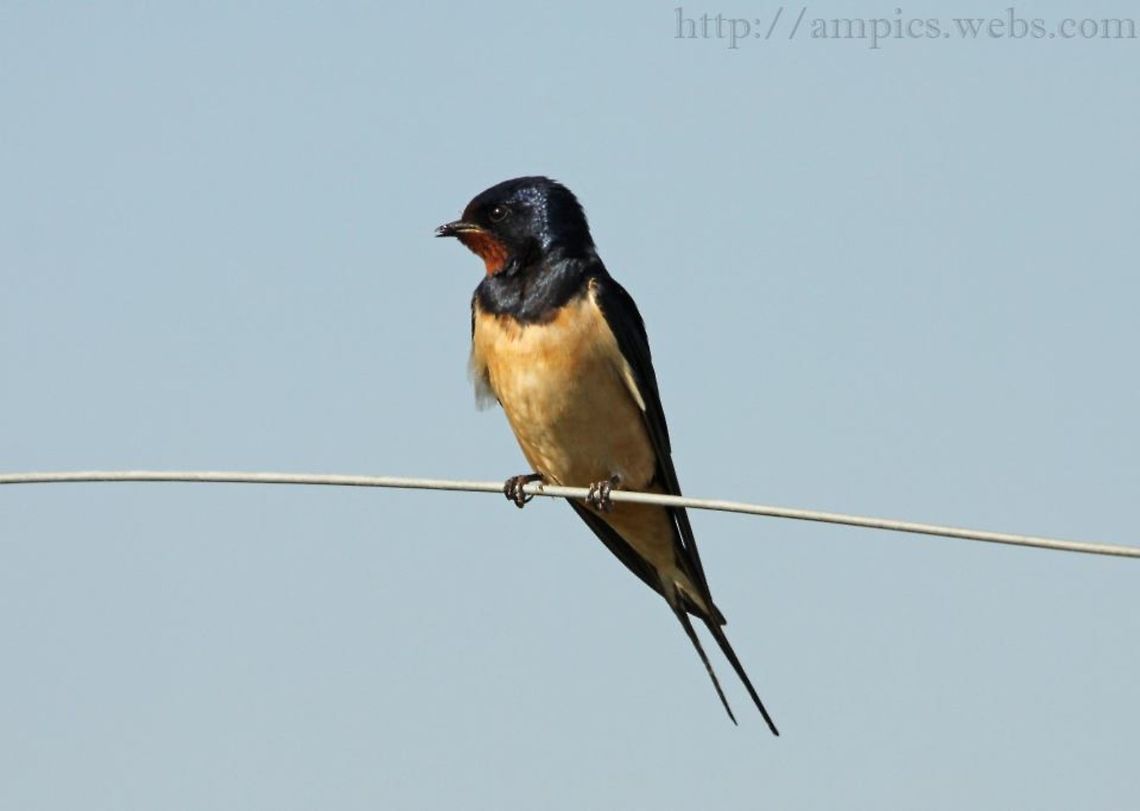 Swallow  Barn swallow,Geotagged,Hirundo rustica,Summer,United Kingdom
