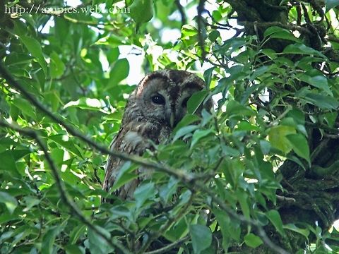 Tawny_Owl  Geotagged,Spring,Strix aluco,Tawny  Owl,United Kingdom